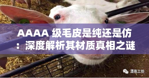 AAAA 级毛皮是纯还是仿：深度解析其材质真相之谜