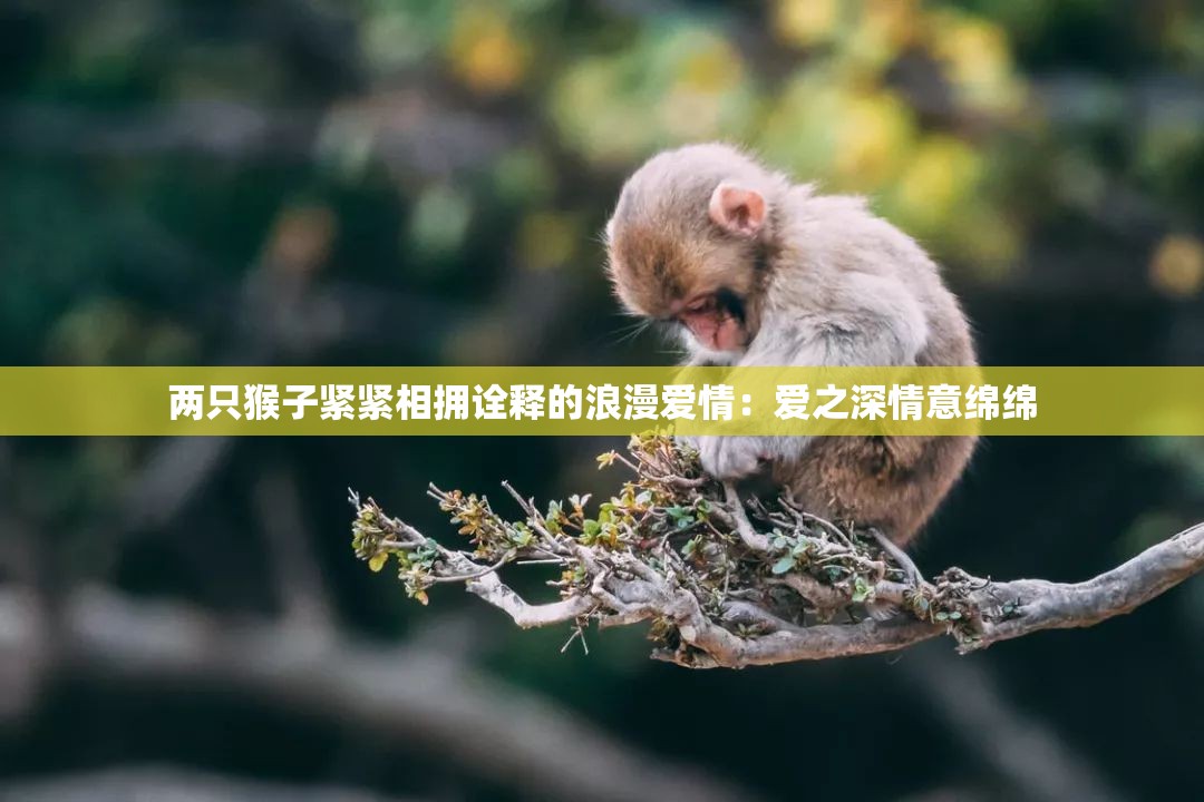 两只猴子紧紧相拥诠释的浪漫爱情：爱之深情意绵绵