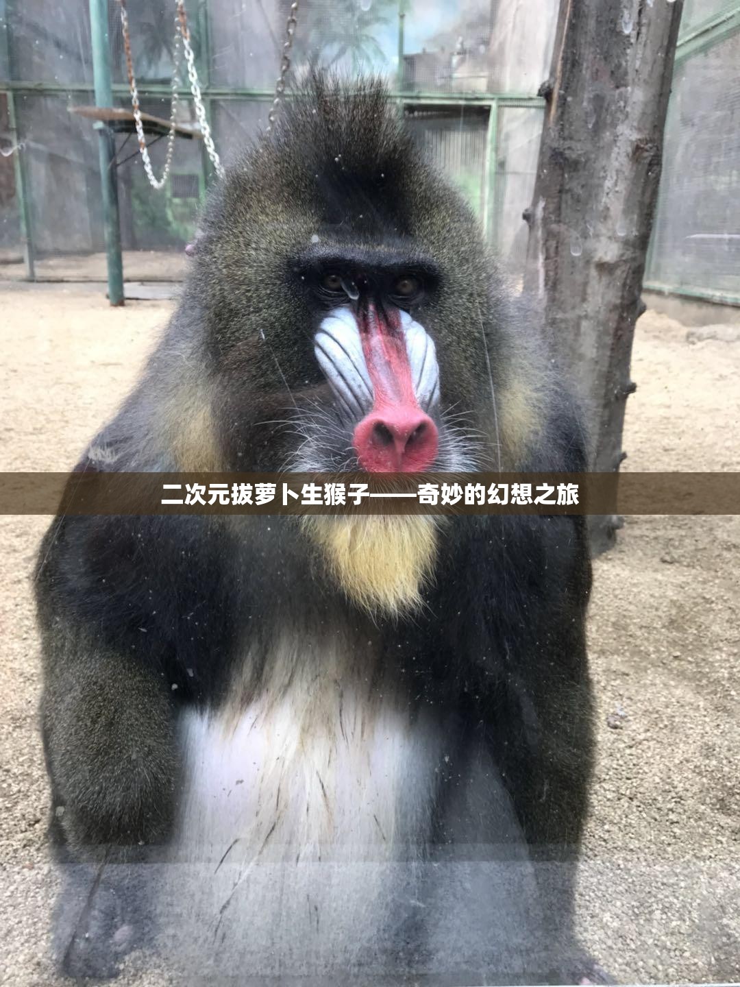 二次元拔萝卜生猴子——奇妙的幻想之旅