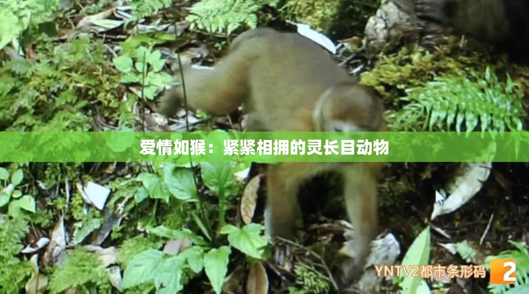 爱情如猴：紧紧相拥的灵长目动物
