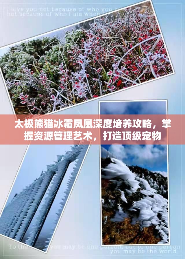 太极熊猫冰霜凤凰深度培养攻略，掌握资源管理艺术，打造顶级宠物