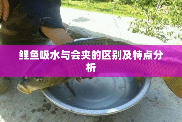 鲤鱼吸水与会夹的区别及特点分析