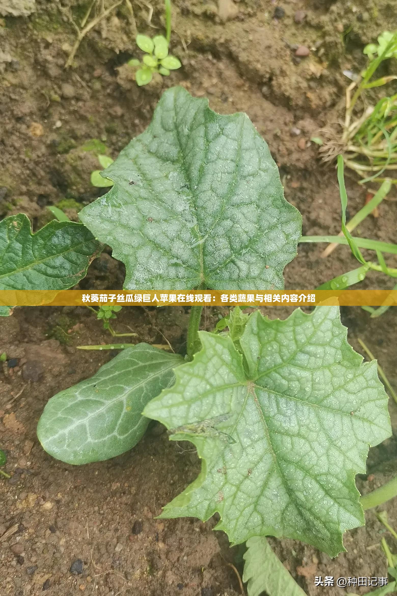 秋葵茄子丝瓜绿巨人苹果在线观看：各类蔬果与相关内容介绍