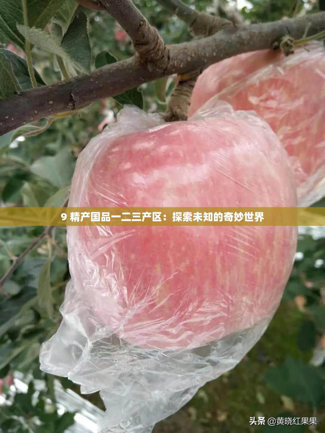 9 精产国品一二三产区：探索未知的奇妙世界