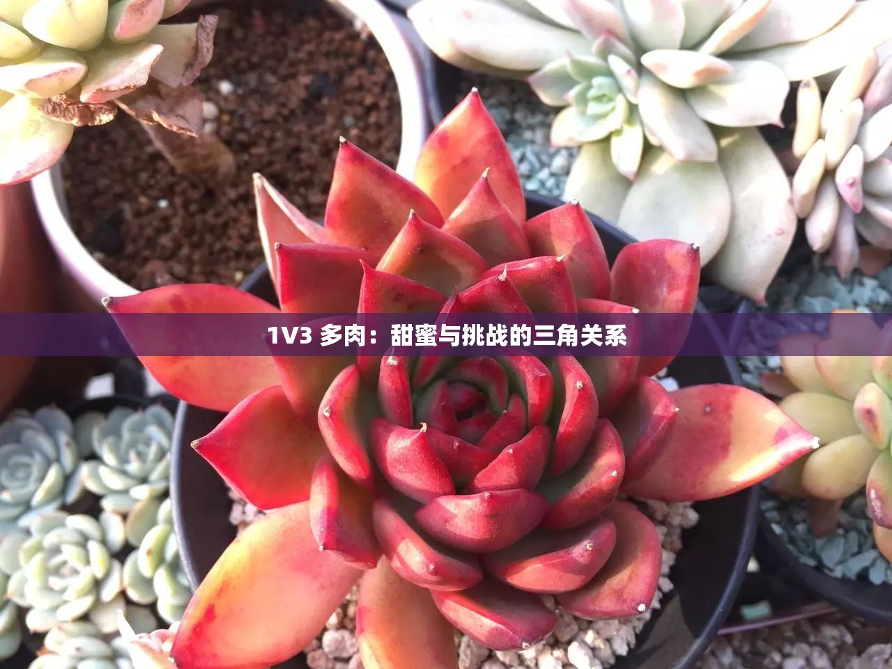1V3 多肉：甜蜜与挑战的三角关系