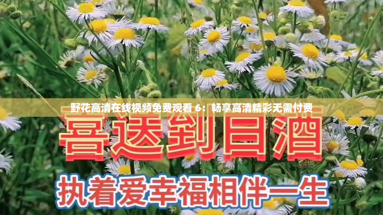 野花高清在线视频免费观看 6：畅享高清精彩无需付费