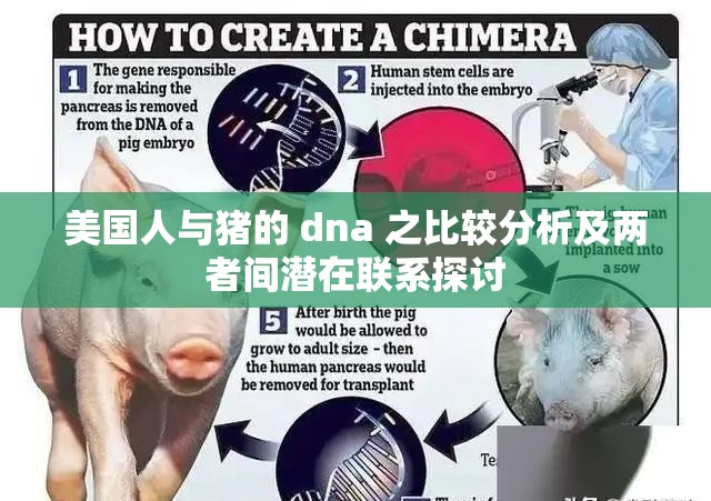美国人与猪的 dna 之比较分析及两者间潜在联系探讨