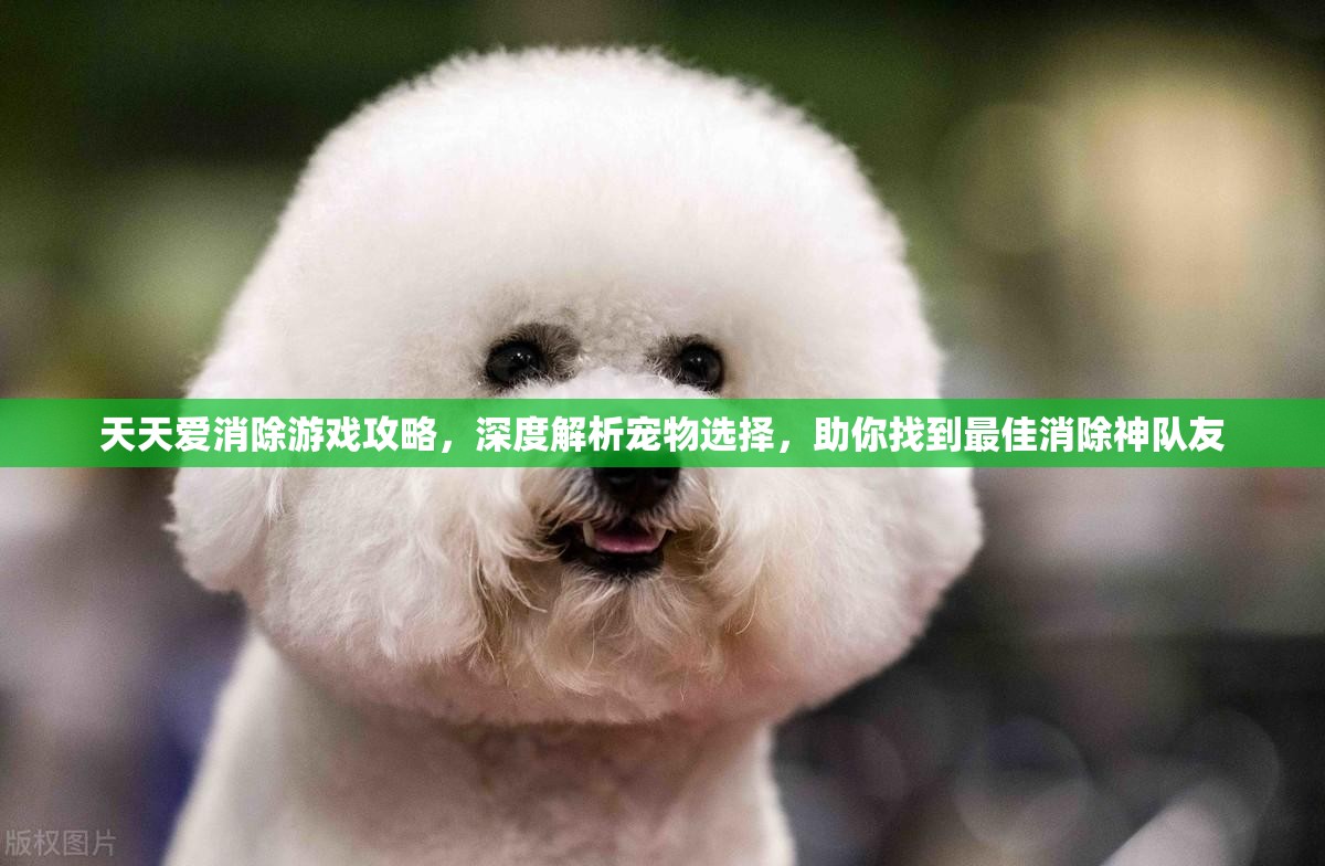 天天爱消除游戏攻略，深度解析宠物选择，助你找到最佳消除神队友