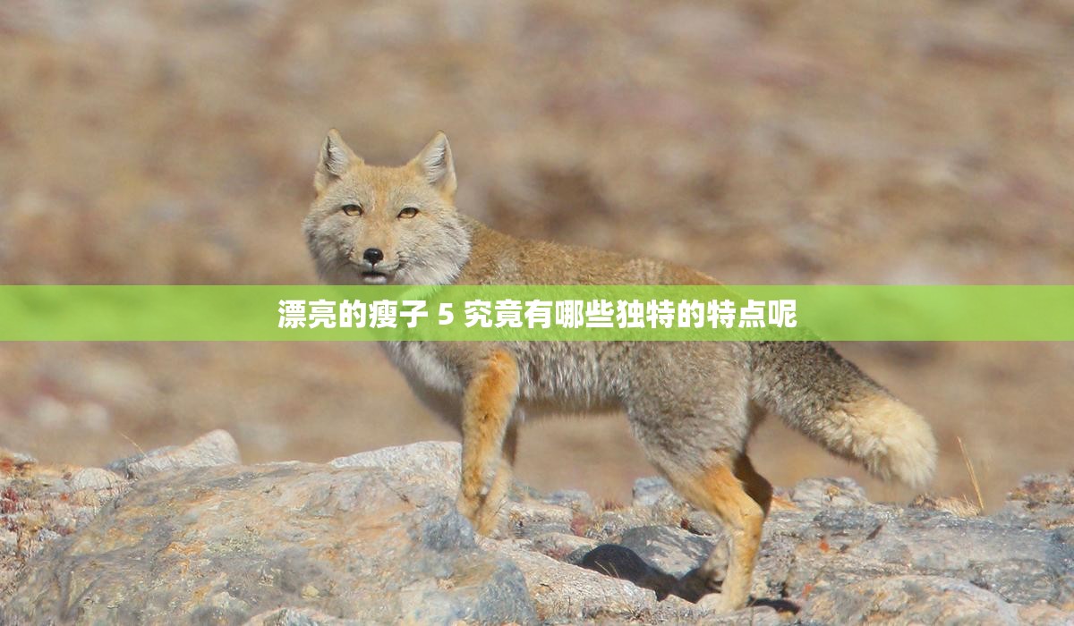 漂亮的瘦子 5 究竟有哪些独特的特点呢