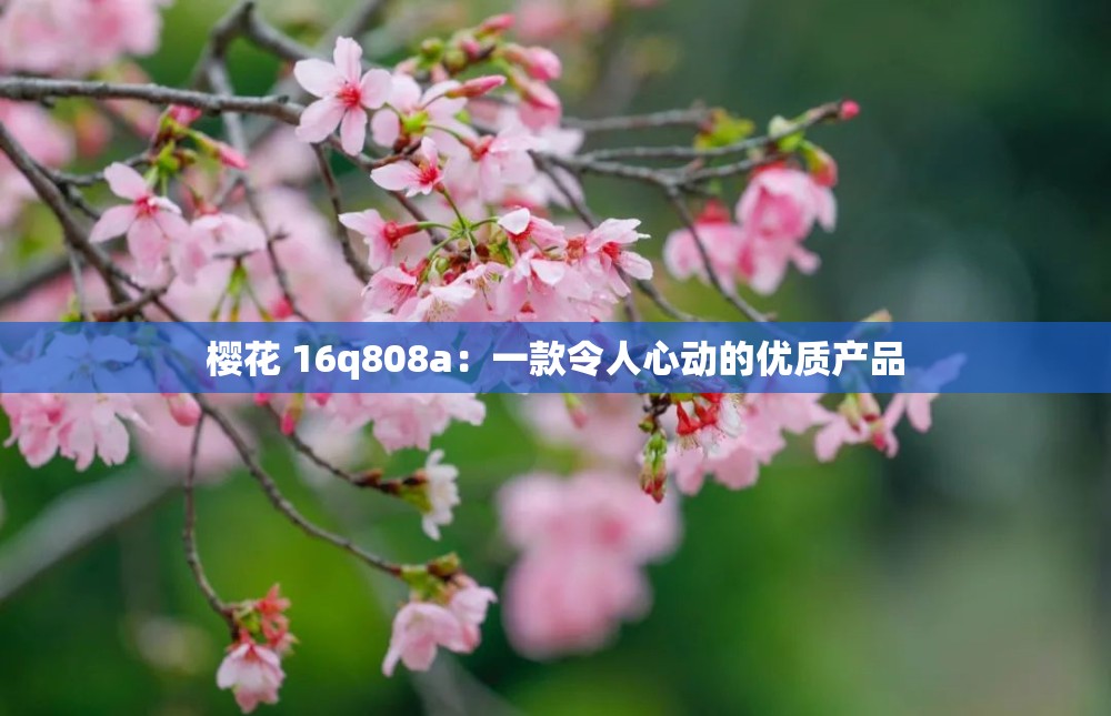 樱花 16q808a：一款令人心动的优质产品