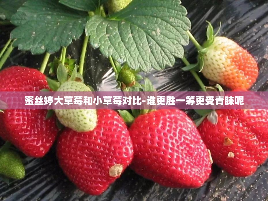 蜜丝婷大草莓和小草莓对比-谁更胜一筹更受青睐呢