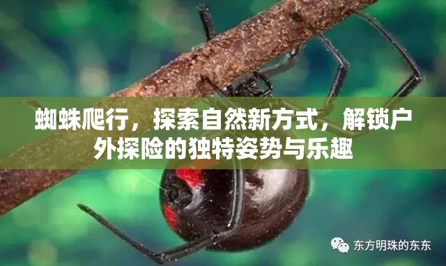 蜘蛛爬行，探索自然新方式，解锁户外探险的独特姿势与乐趣
