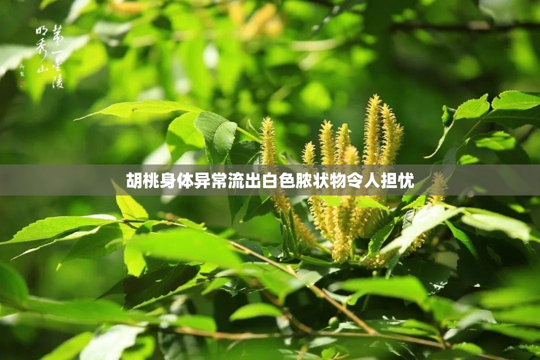 胡桃身体异常流出白色脓状物令人担忧