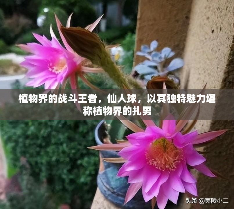 植物界的战斗王者，仙人球，以其独特魅力堪称植物界的扎男