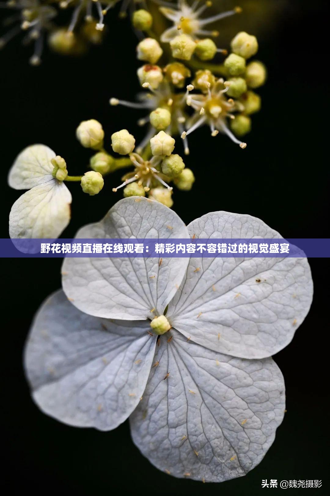 野花视频直播在线观看：精彩内容不容错过的视觉盛宴