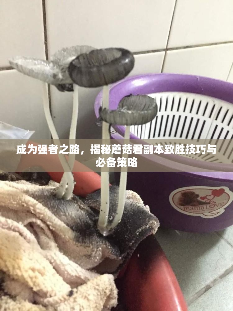 成为强者之路，揭秘蘑菇君副本致胜技巧与必备策略