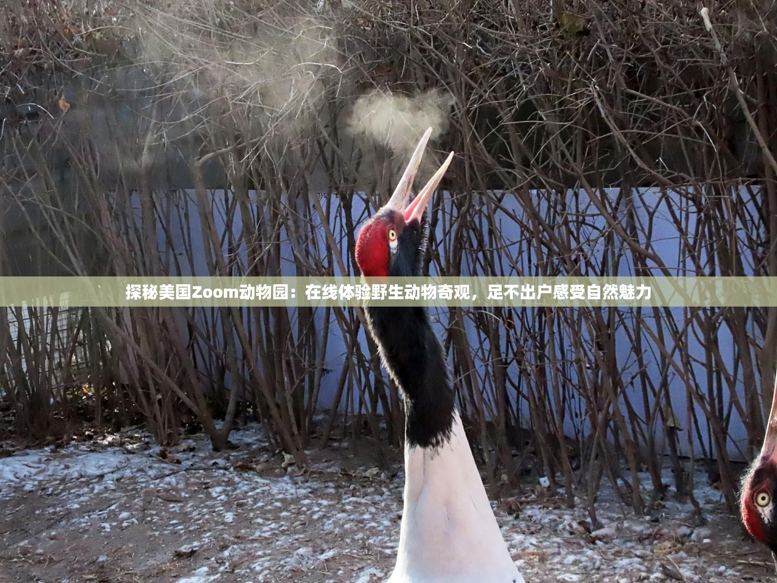 探秘美国Zoom动物园：在线体验野生动物奇观，足不出户感受自然魅力