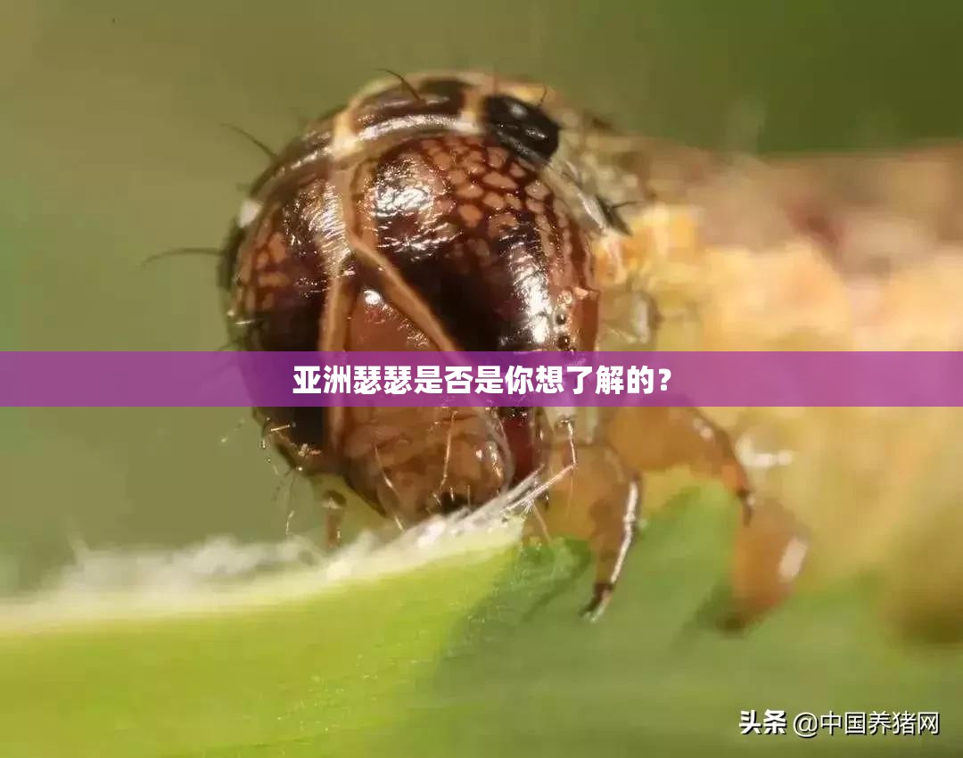 亚洲瑟瑟是否是你想了解的？