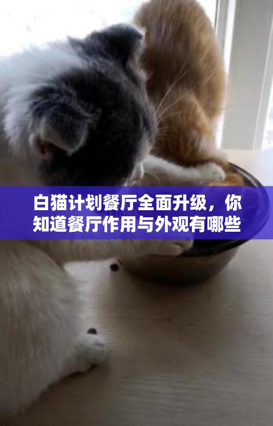 白猫计划餐厅全面升级，你知道餐厅作用与外观有哪些惊人变化吗？